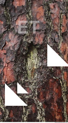 Tree Bark