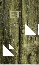 Tree Bark