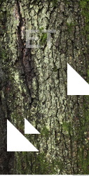 Tree Bark