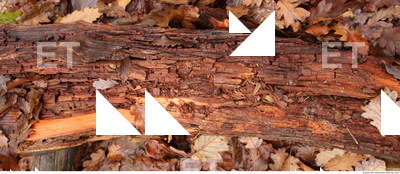 Decayed Wood