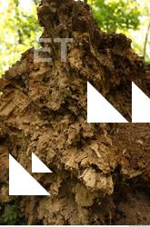 Decayed Wood
