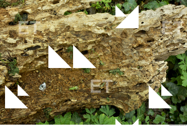 Decayed Wood