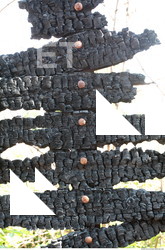 Burned Wood