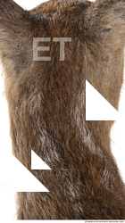 Fur