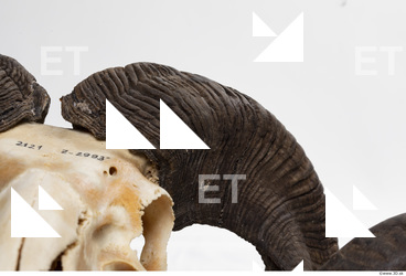 mouflon skull antlers 0001