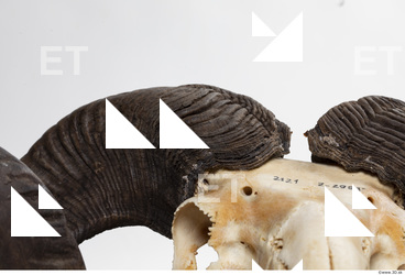 mouflon skull antlers 0002