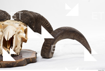 mouflon skull antlers 0003