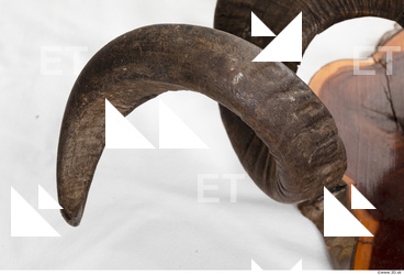 mouflon skull antlers 0008