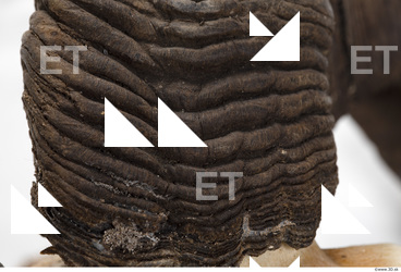 mouflon skull antlers 0009