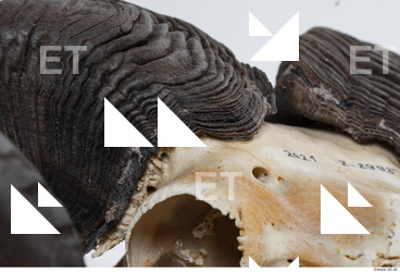mouflon skull antlers 0011