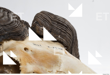 mouflon skull antlers 0012