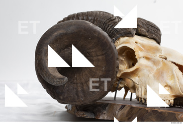 mouflon skull antlers 0013