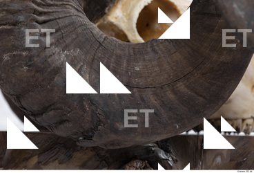 mouflon skull antlers 0017