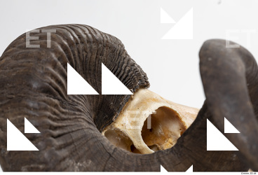 mouflon skull antlers 0019