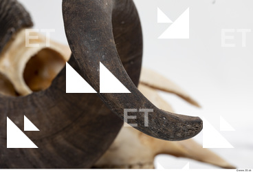 mouflon skull antlers 0020