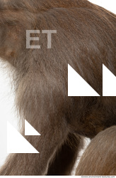 monkey skin fur  0005