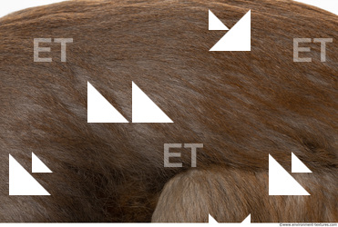 monkey skin fur  0007