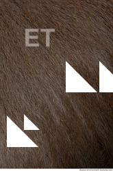 monkey skin fur  0009