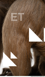monkey skin fur  0010