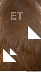 monkey skin fur  0014