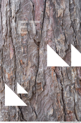 Tree Bark
