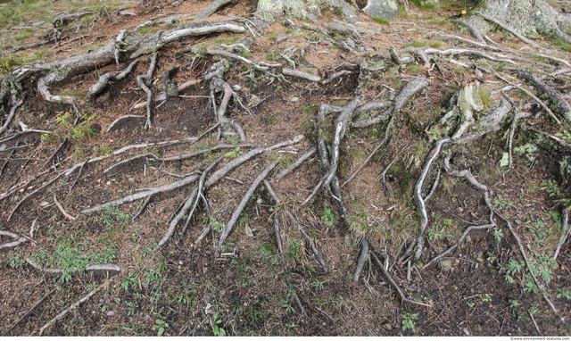 Grass Dead Roots