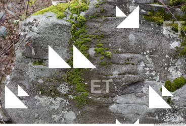 Cliffs Overgrown Rock