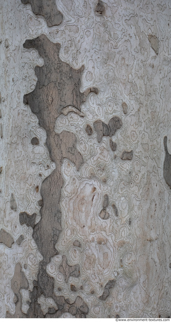wood tree bark