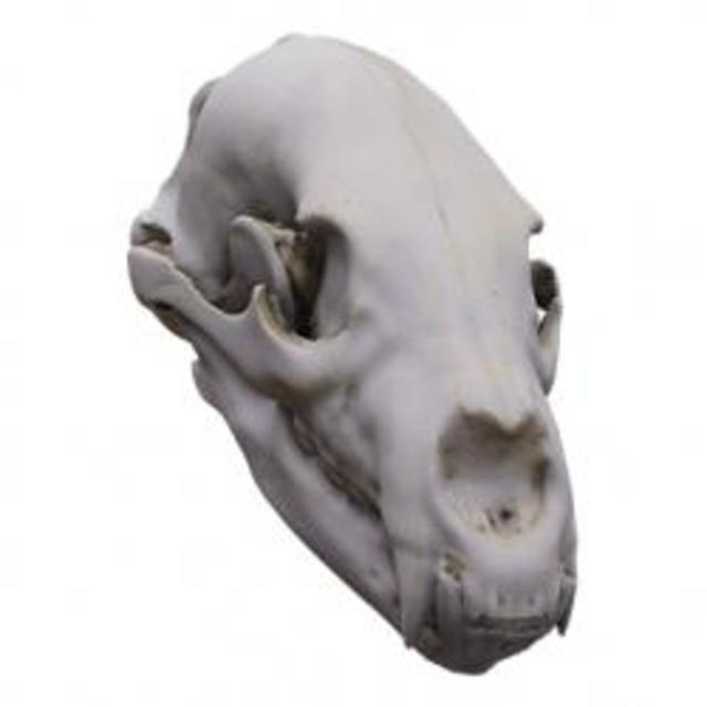 Skull Monkey Base 3D Scan