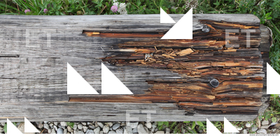 Decayed Wood