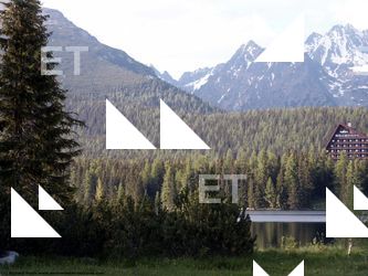 Photo Textures of Background Forest