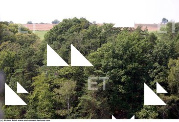 Photo Textures of Background Forest