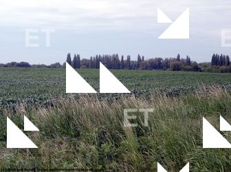 Photo Textures of Background Nature