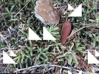 Photo Textures of Groundplants