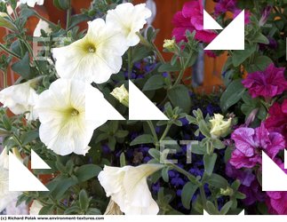 Photo Textures of Flowers