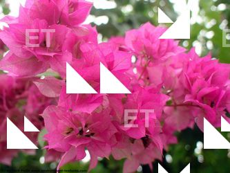 Photo Textures of Flowers