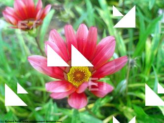 Photo Textures of Flowers