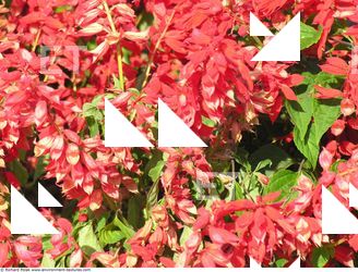 Photo Textures of Flowers