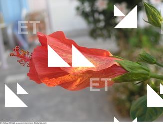 Photo Textures of Flowers