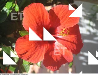 Photo Textures of Flowers