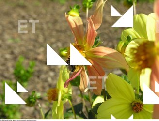 Photo Textures of Flowers