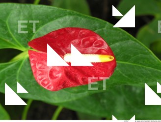 Photo Textures of Flowers