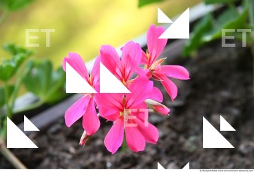 Photo Textures of Flowers