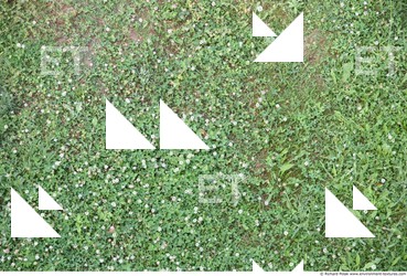 Photo Textures of Grass