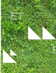 Photo Textures of Grass