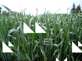 Photo Textures of Plants Fields