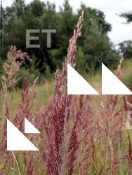 Photo Textures of Plants