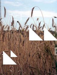 Photo Textures of Plants Fields