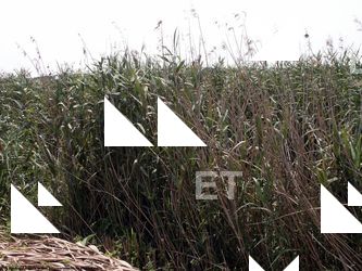 Photo Textures of Grass Tall