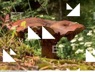 Photo Textures of Mushrooms